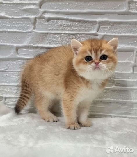 Британочка в золотой шубке