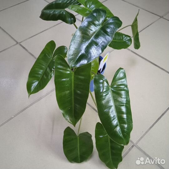 Филодендроны и монстеры