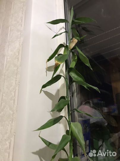 Цветок домашний бамбук
