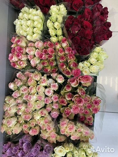 Кенийские розы