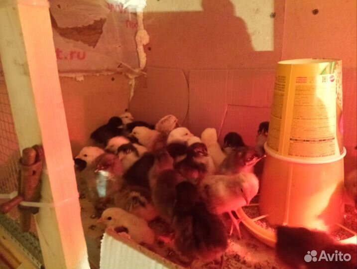 Продаю суточных цыплят