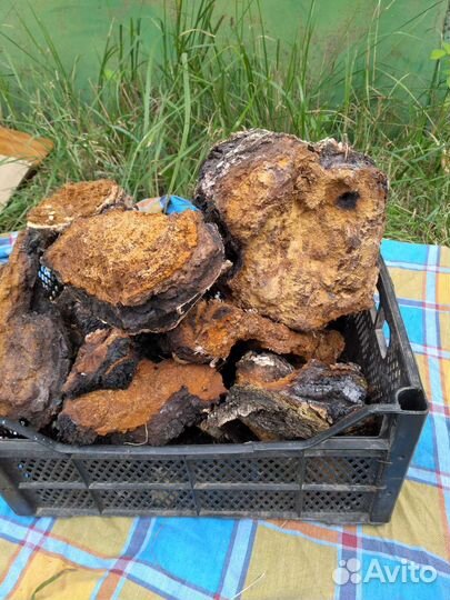 Сушеные грибы, чага