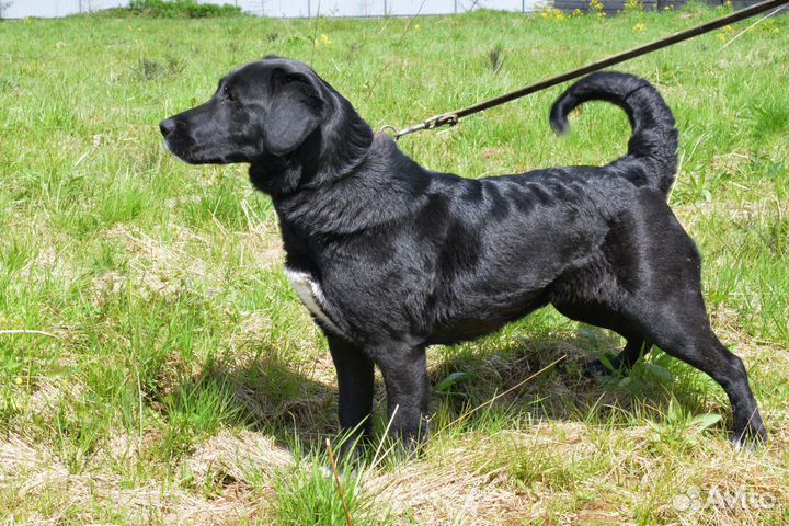 Красавица Боня ищет дом