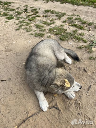 Собака в добрые руки