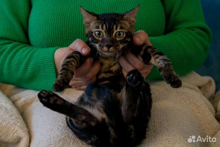 Бенгальская