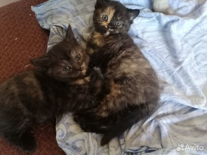 Котята в хорошие руки