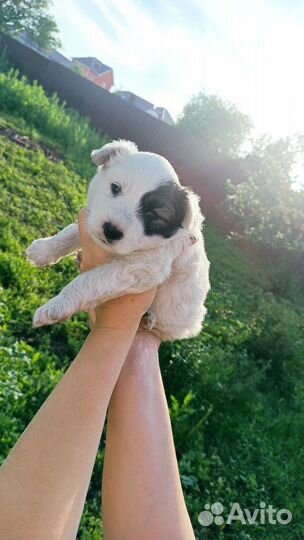 Щенки дворняжки