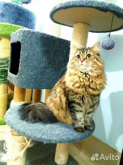 Передержка домашних животных