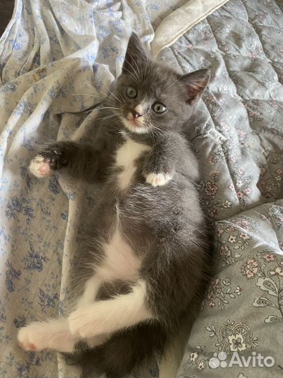 Котята в добрые руки даром