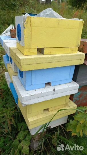 Микронуклеус для маток