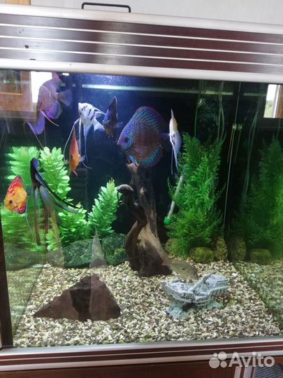 Аквариум