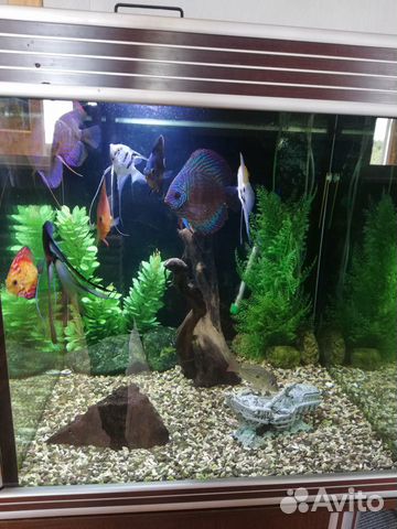 Аквариум