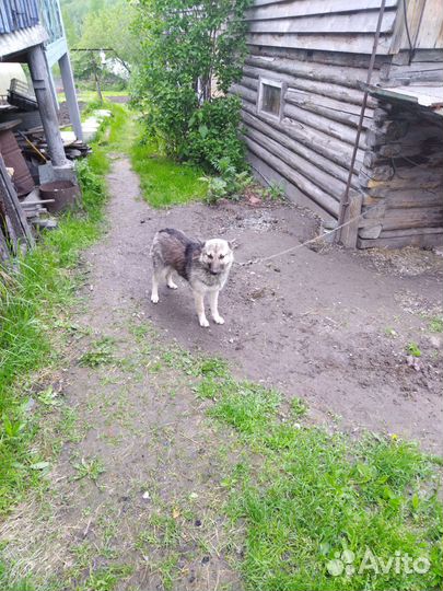 Щенки в добрые руки