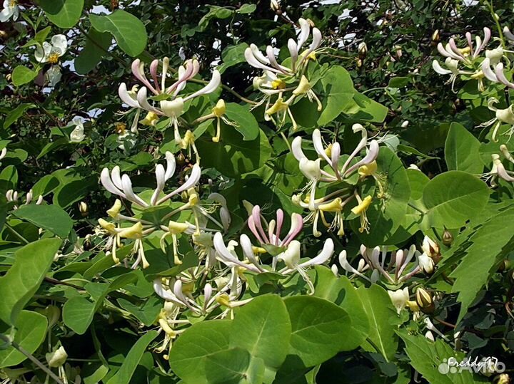 Каприфоль(Джеральда) жимолостьЗеленая изгородь