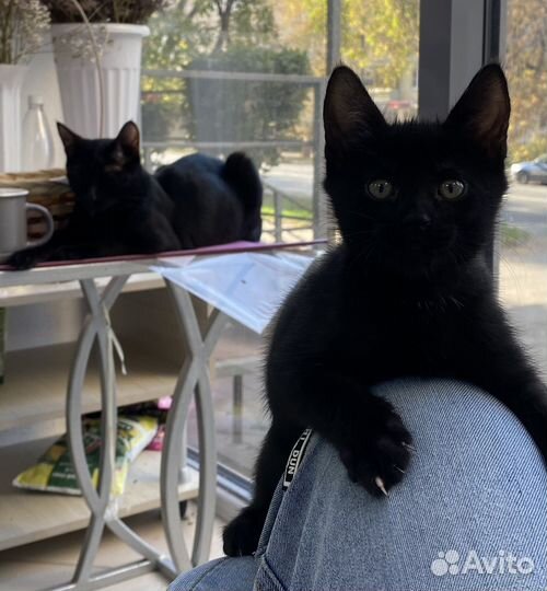Бенгальские котята