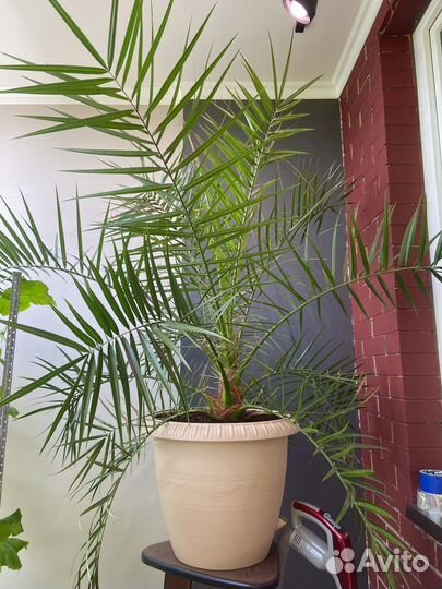 Финиковая пальма