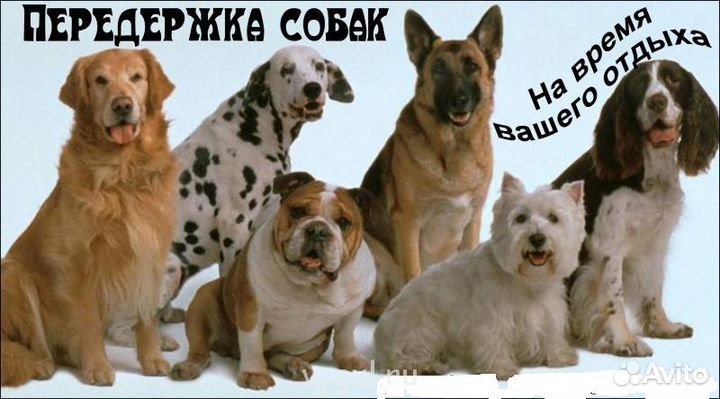 Зоогостиница Передержка Любых Животных