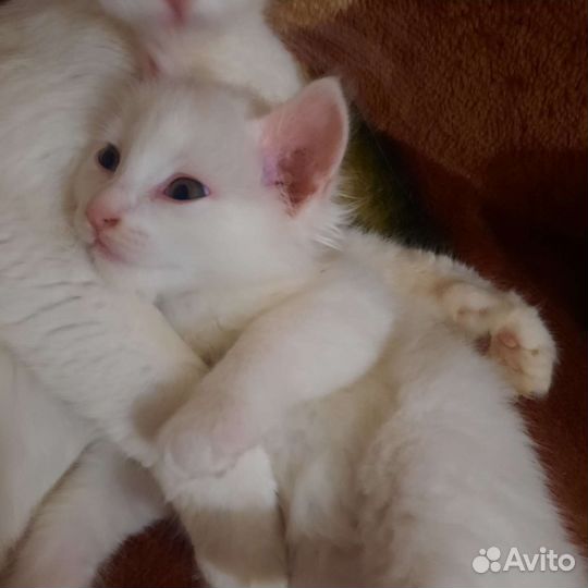 Турецкая ангора (котёнок)