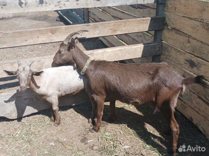 Коза козочка козлик