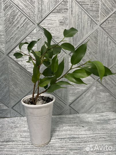 Коллизия Фикус Бенджамина Наташа, Фиалки