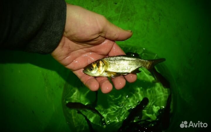 Толстолобик