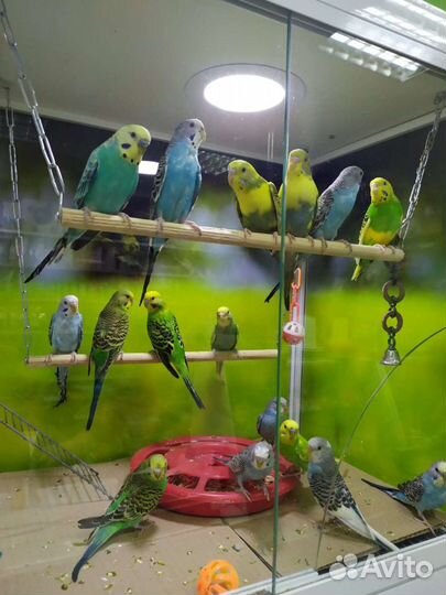 Попугаи разных видов