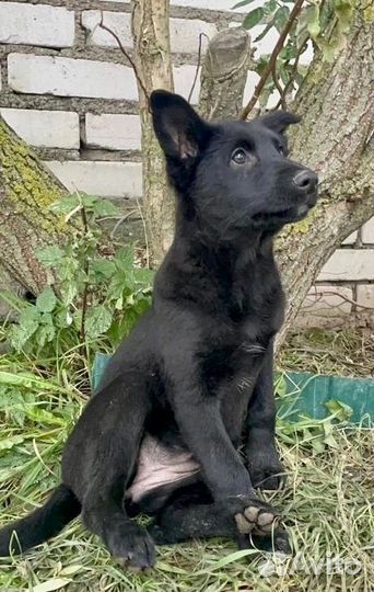 Щенок в добрые руки