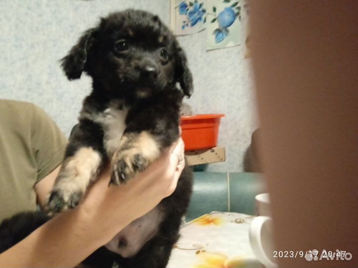 Собака в добрые руки