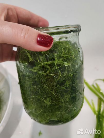 Аквариумное растение