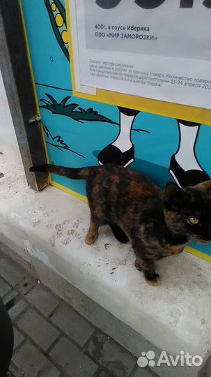 Отдам в добрые руки