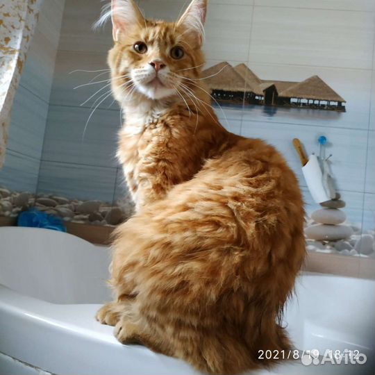 Мейн-кун вязка