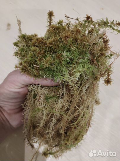 Мох сфагнум живой