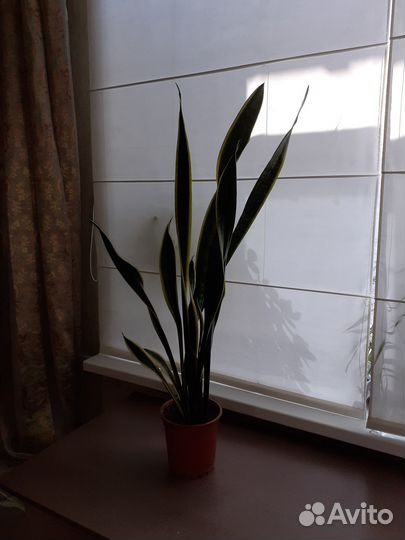 Сансевиерия