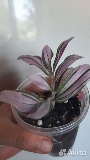 Традесканция белая, розовая, зебрина, сеткреазия