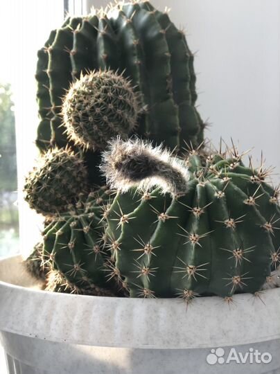 Эхинопсис кактус