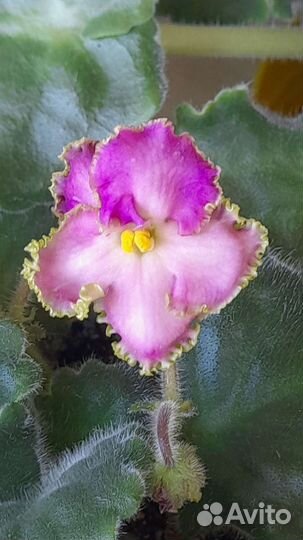 Укорененные листочки фиалок