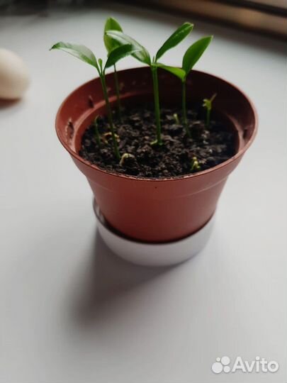 Чернозем. Верхний слой земли