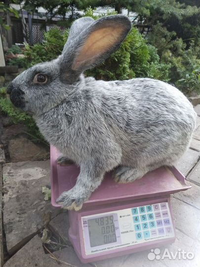 Самец Полтавское серебро 5 мес