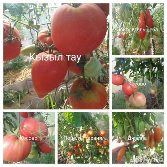 Семена томатов