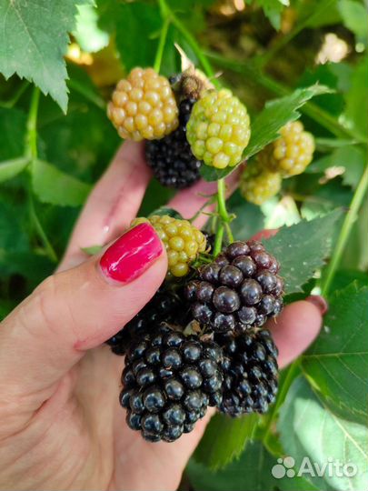 Ежевика Торнфри, Блюсатин, Лохтей, Натчез