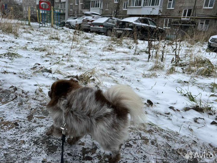 Померанский шпиц