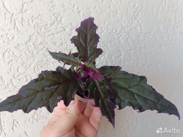 Комнатные растения