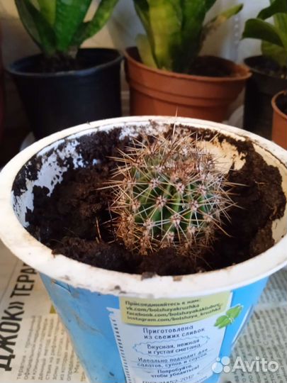 Домашние цветы