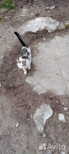 Отдам даром котенка