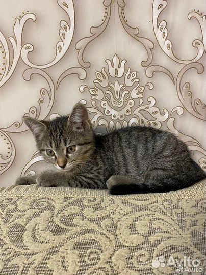 Котенок мальчик 2 месяца