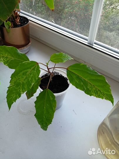 Гибискус Снежная королева цветок