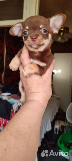 Щенки чихуахуа мини
