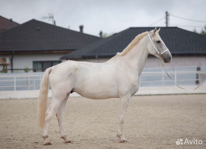 Продается мерин