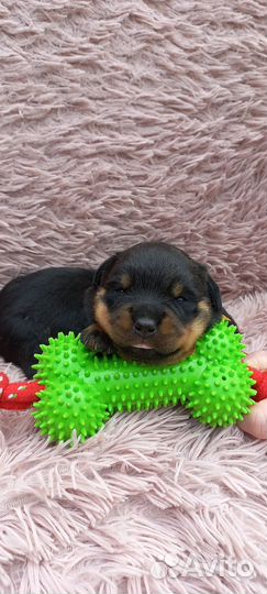 Щенки ротвейлера