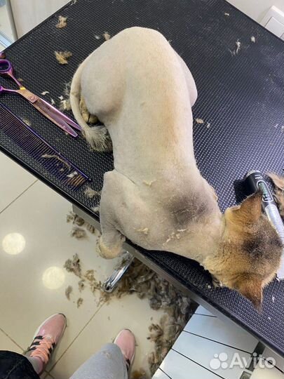 Стрижка кошек с выездом на дом